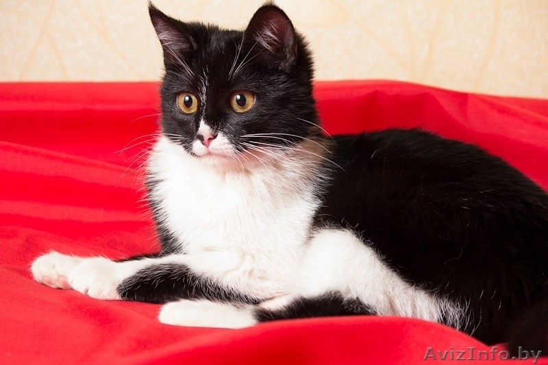 Котёнок Сабрина окраса биколор в дар! - Изображение #2, Объявление #851887