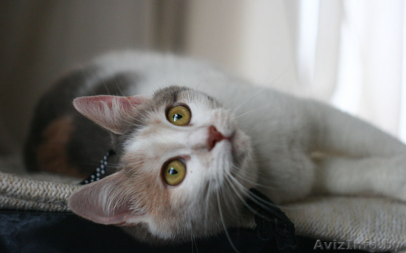 Молодая ласковая кошечка Венера ищет хозяев. - Изображение #1, Объявление #872043