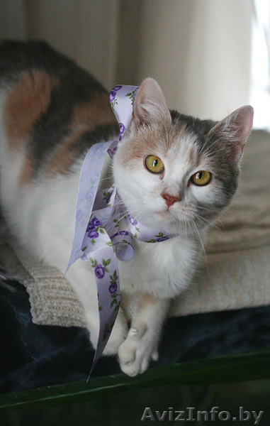 Молодая ласковая кошечка Венера ищет хозяев. - Изображение #4, Объявление #872043