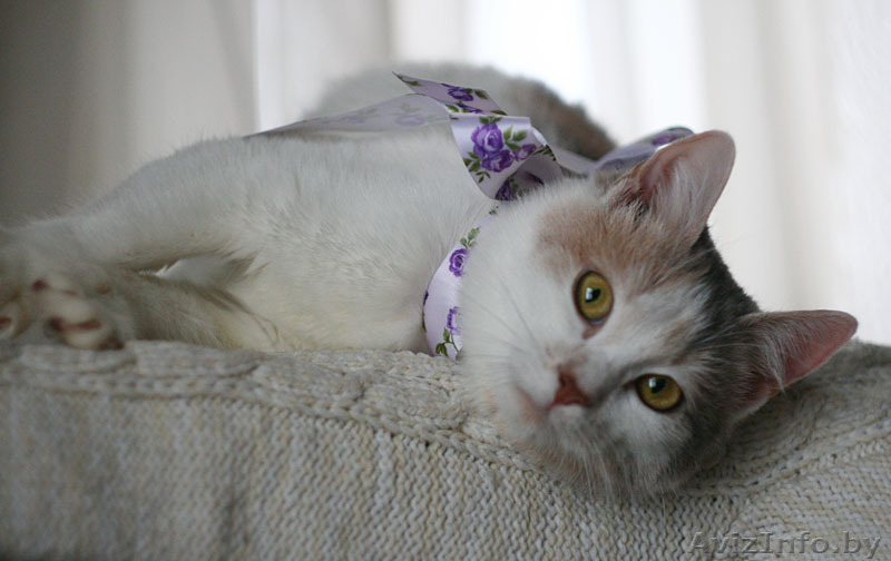 Молодая ласковая кошечка Венера ищет хозяев. - Изображение #3, Объявление #872043