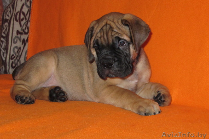 Бульмастифа щенки в племенном питомнике - Изображение #2, Объявление #853041