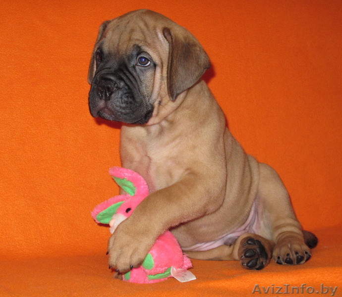 Бульмастифа щенки в племенном питомнике - Изображение #1, Объявление #853041