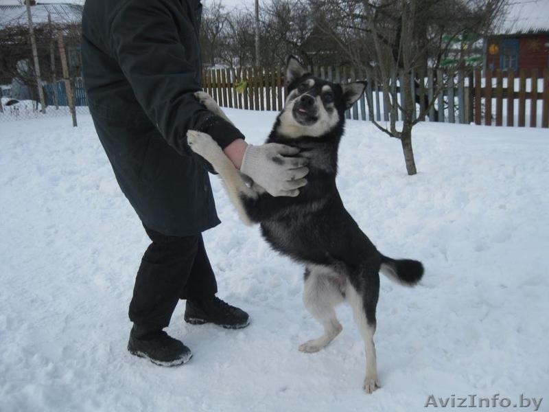 Собака Альма ищет дом - Изображение #2, Объявление #863686