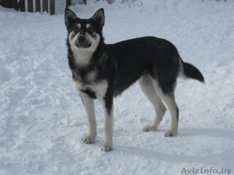 Собака Альма ищет дом - Изображение #3, Объявление #863686