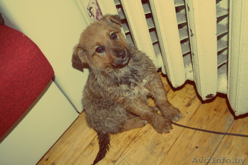 щенки в дар!!!!  - Изображение #4, Объявление #858580