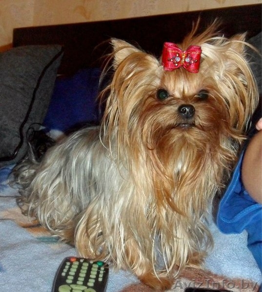 вязка красивого йоркширского терьерчика - Изображение #1, Объявление #861960