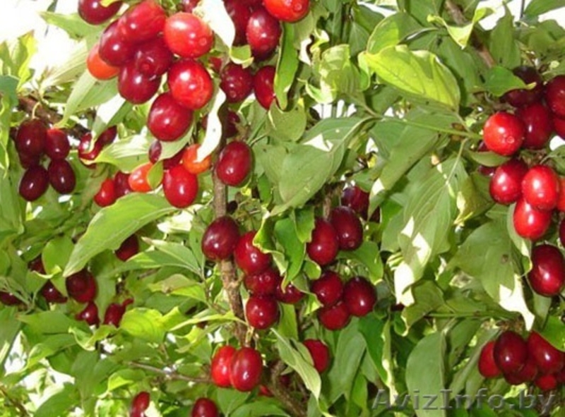 ПРОДАЖА САЖЕНЦЕВ ПЛОДОВO- ЯГОДНЫХ КУЛЬТУР. - Изображение #3, Объявление #862017