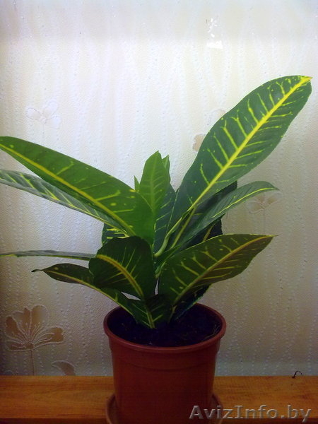 Кодиеум Petra. Комнатные растения Минск. - Изображение #2, Объявление #872175