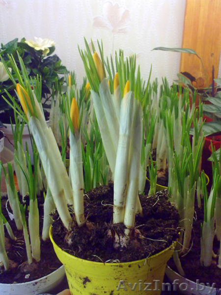 Крокус. Комнатные растения Минск - Изображение #1, Объявление #872176