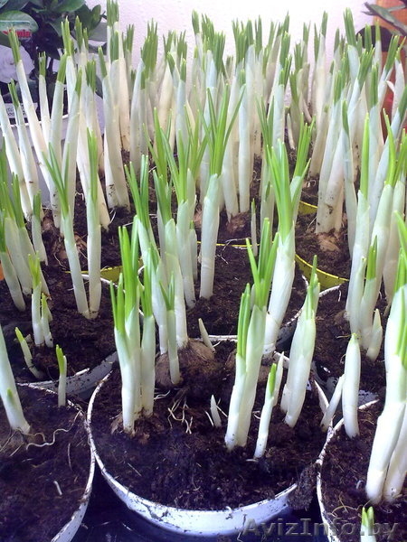 Крокус. Комнатные растения Минск - Изображение #3, Объявление #872176