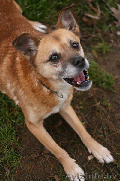 Душевная собака Лада для особенного хозяина в дар. - Изображение #2, Объявление #872039