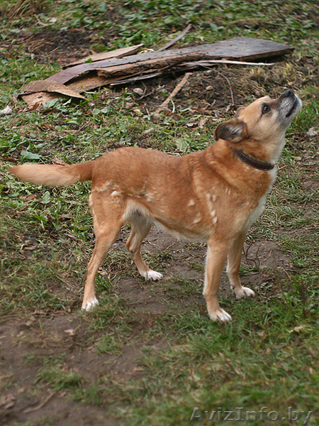 Душевная собака Лада для особенного хозяина в дар. - Изображение #3, Объявление #872039