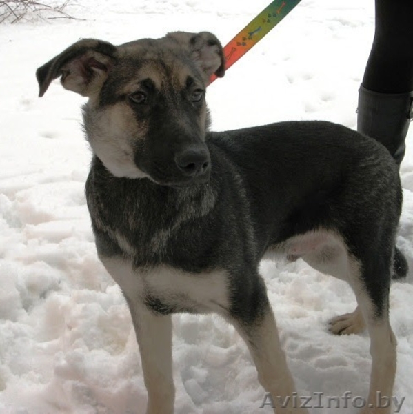 Замечательные псы в добрые руки. - Изображение #5, Объявление #872041