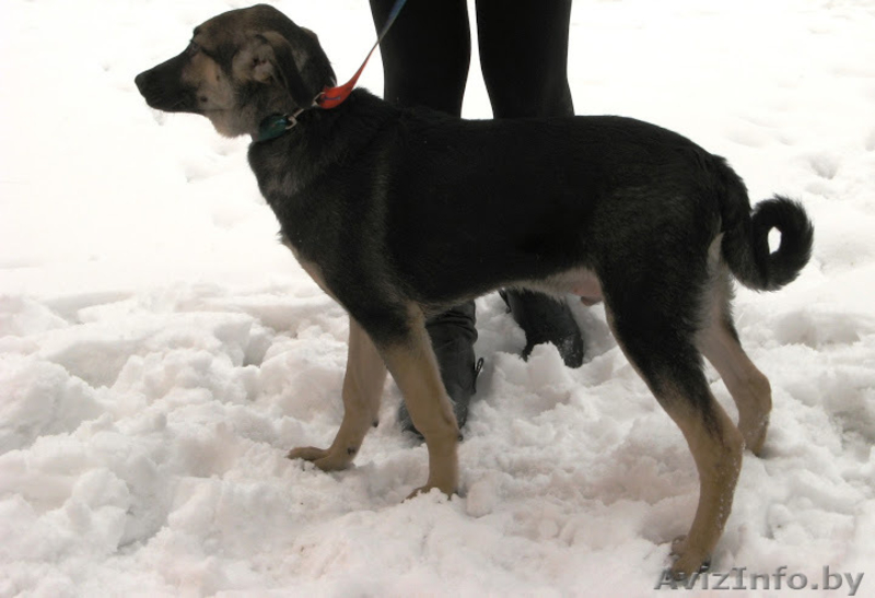 Замечательные псы в добрые руки. - Изображение #6, Объявление #872041