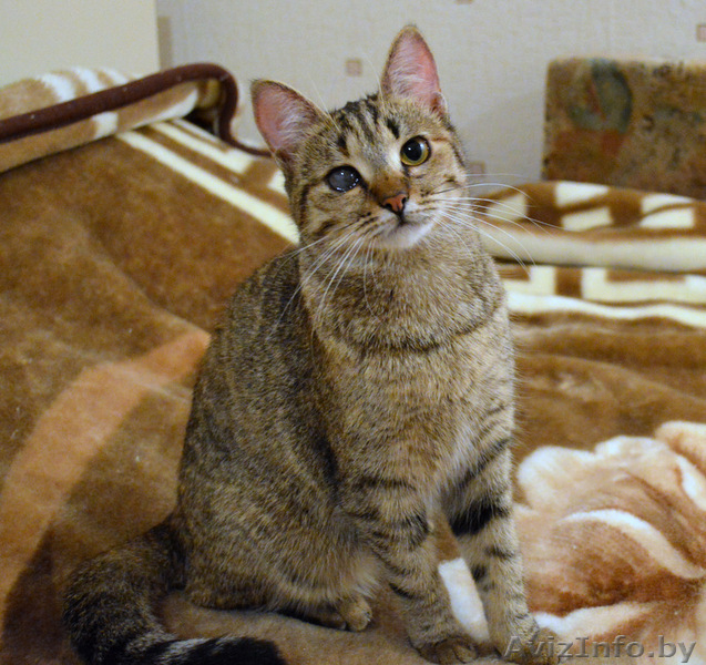 Отдам котенка МИЛАНУ в хорошие руки!!! - Изображение #4, Объявление #852764