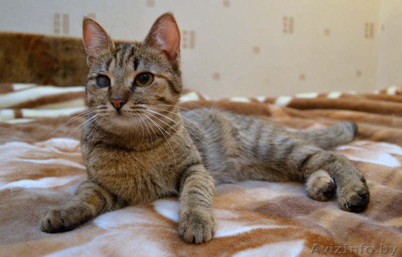 Отдам котенка МИЛАНУ в хорошие руки!!! - Изображение #2, Объявление #852764