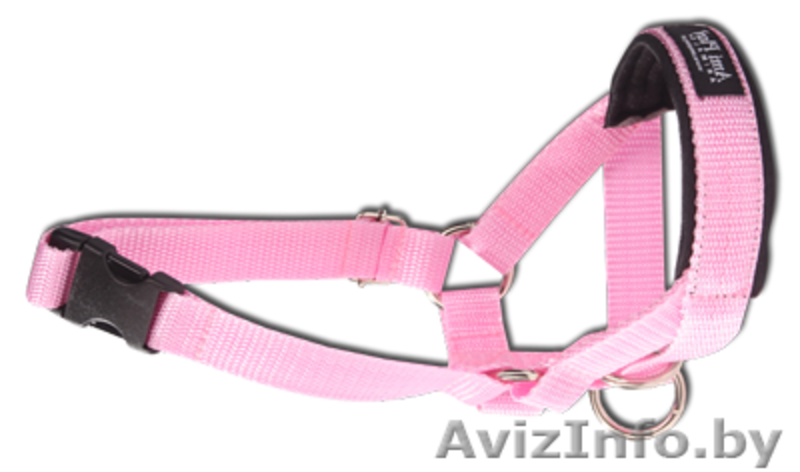 Амуниция, аксессуары, игрушки для собак - Изображение #3, Объявление #865466