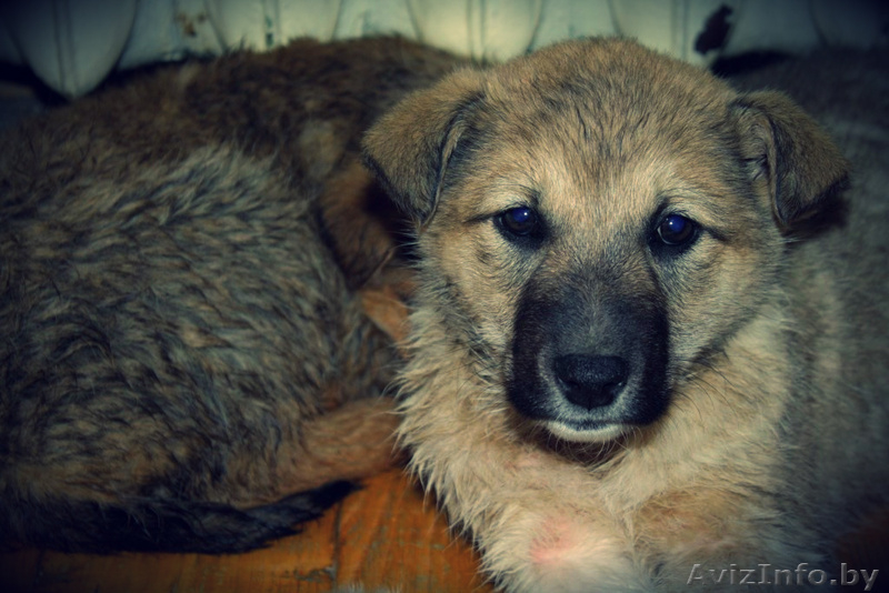 щенки в дар!!!!  - Изображение #2, Объявление #858580