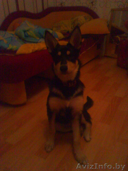 Помогите!!!Срочно нужно пристроить собачку.У маленького ребенка аллергия! - Изображение #1, Объявление #853972