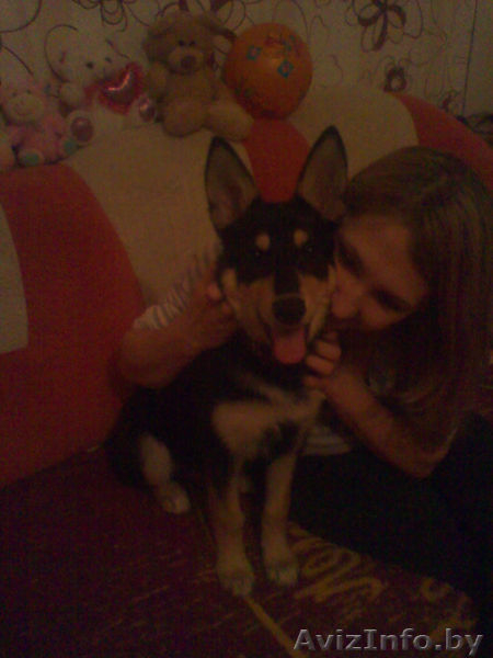 Помогите!!!Срочно нужно пристроить собачку.У маленького ребенка аллергия! - Изображение #2, Объявление #853972