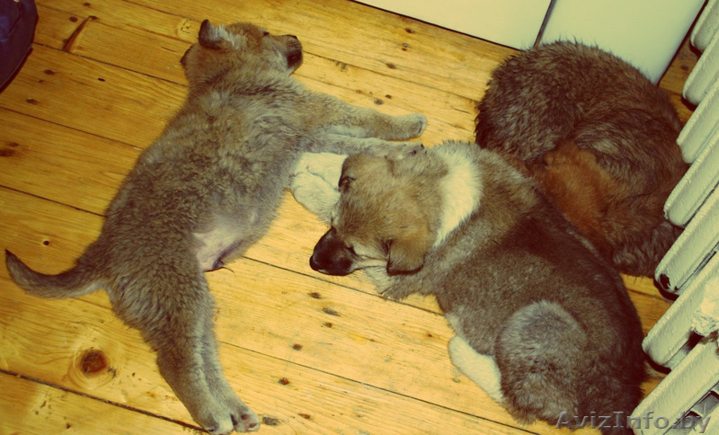 щенки в дар!!!!  - Изображение #3, Объявление #858580