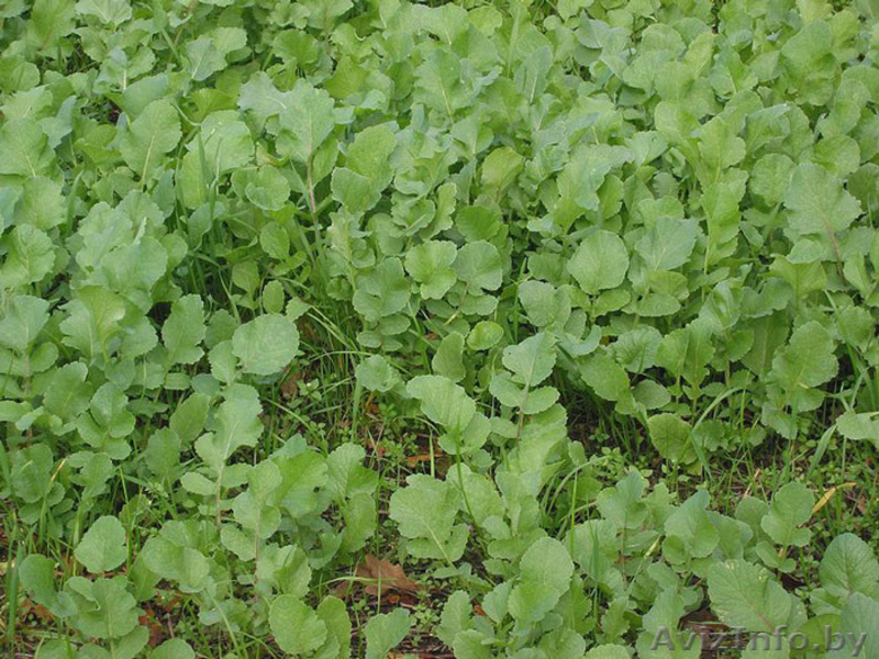 Семена трав: газонные травы, редька масличная, горчица, люпин и др. - Изображение #5, Объявление #660196