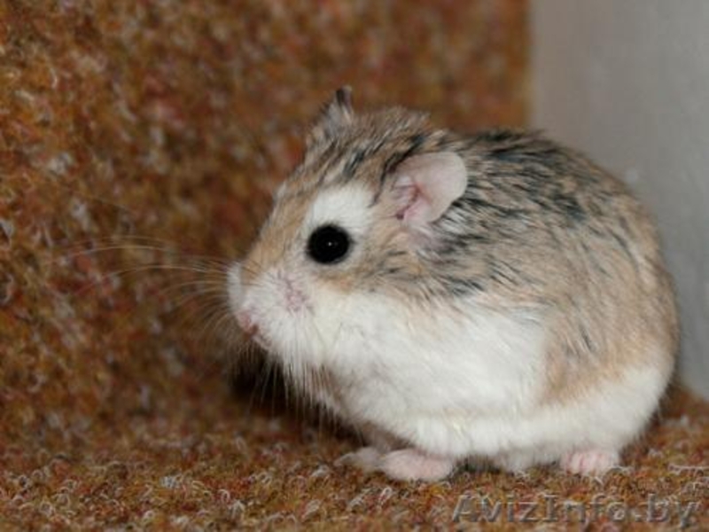 Хомячата Роборовского - Изображение #7, Объявление #862302