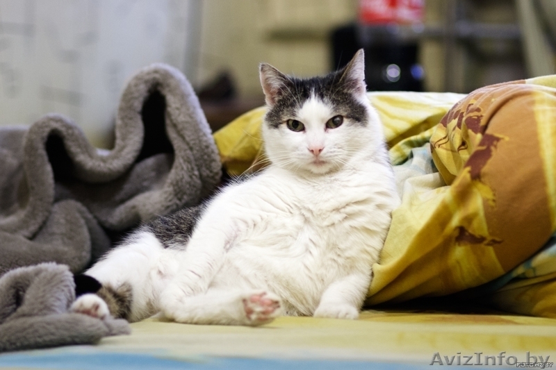 Кот по имени Серафим в дар - Изображение #2, Объявление #863692