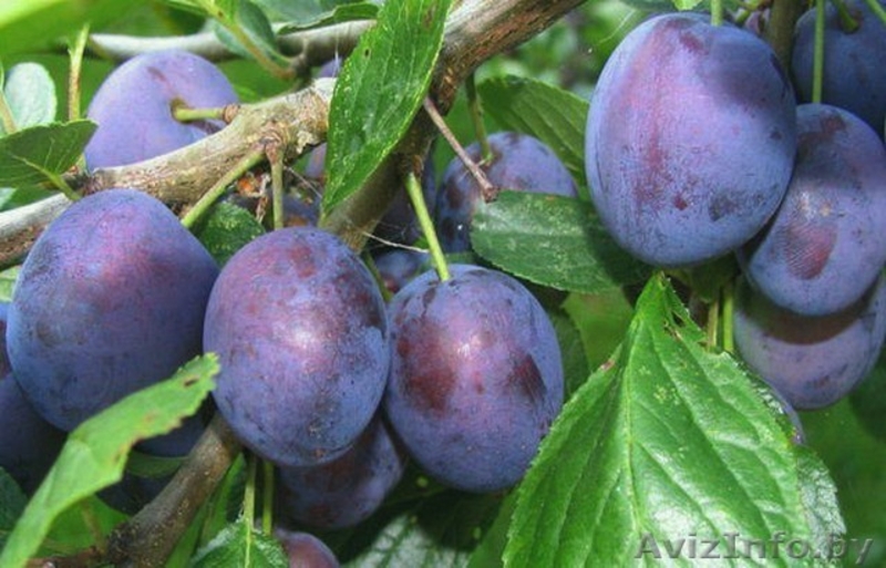 ПРОДАЖА САЖЕНЦЕВ ПЛОДОВO- ЯГОДНЫХ КУЛЬТУР. - Изображение #8, Объявление #862017