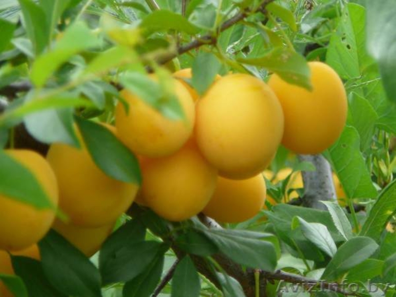 ПРОДАЖА САЖЕНЦЕВ ПЛОДОВO- ЯГОДНЫХ КУЛЬТУР. - Изображение #7, Объявление #862017