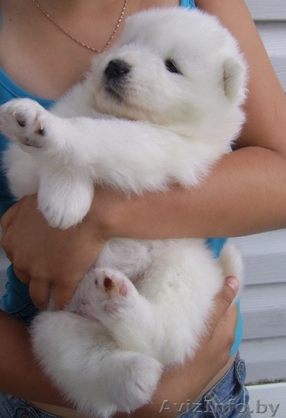 Щенки самоедской лайки - Изображение #1, Объявление #862740