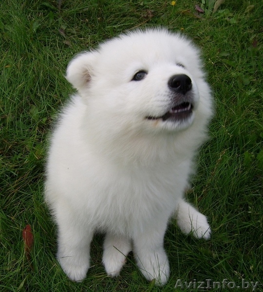 Щенки самоедской лайки - Изображение #2, Объявление #862740