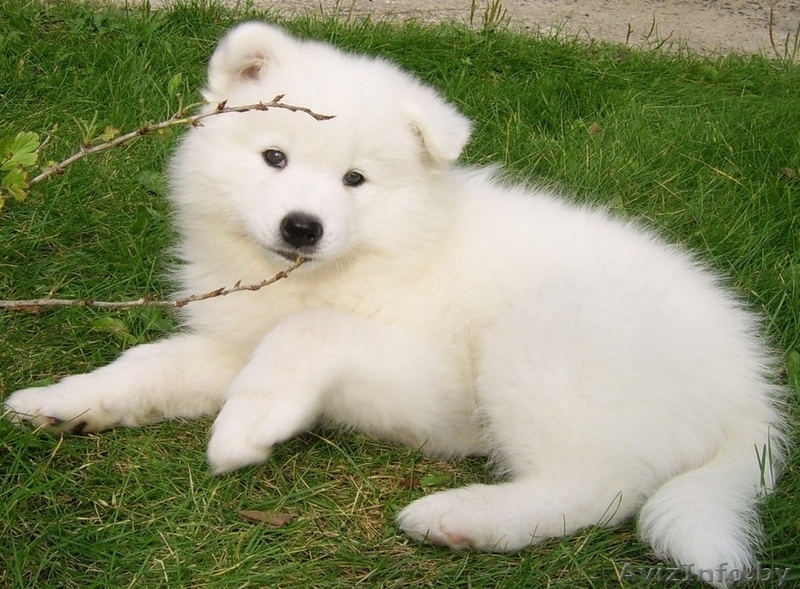 Щенки самоедской лайки - Изображение #3, Объявление #862740