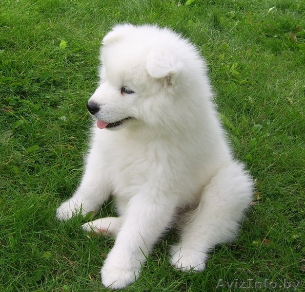 Щенки самоедской лайки - Изображение #4, Объявление #862740