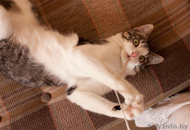 Сержик - тигрово-белое счастье! забавный котёнок в дар! - Изображение #1, Объявление #860630