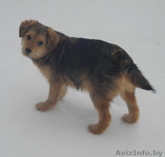 Пушистая красавица в дар! - Изображение #1, Объявление #855953