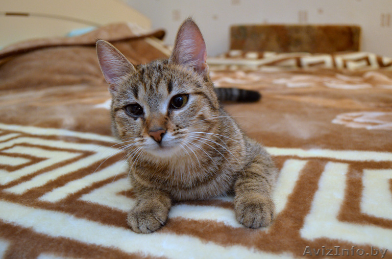 Отдам котенка ВАСИЛИСУ в хорошие руки!!! - Изображение #1, Объявление #852765