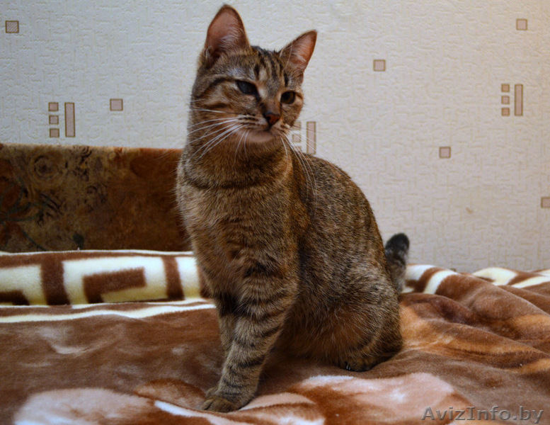 Отдам котенка ВАСИЛИСУ в хорошие руки!!! - Изображение #2, Объявление #852765