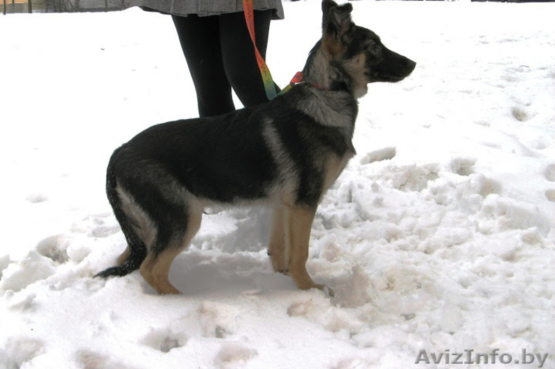 Замечательные псы в добрые руки. - Изображение #1, Объявление #872041