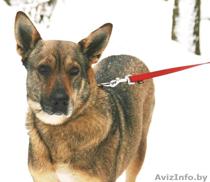 Прекрасная собака Герда. В дар. - Изображение #1, Объявление #845248