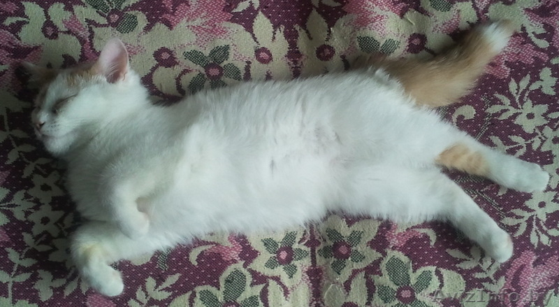 СРОЧНО!!! котенок ищет хозяев  - Изображение #1, Объявление #845441