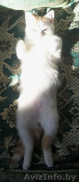 СРОЧНО!!! котенок ищет хозяев  - Изображение #3, Объявление #845441