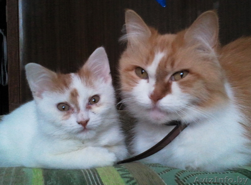 СРОЧНО!!! котенок ищет хозяев  - Изображение #5, Объявление #845441