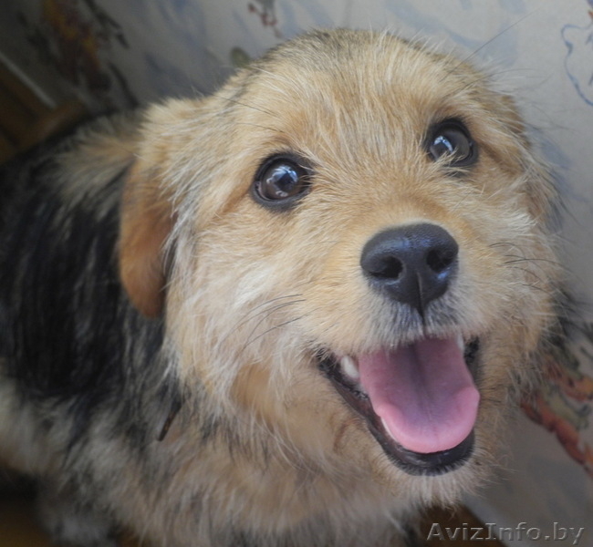 Милая Грушенька ищет свой добрый Дом. - Изображение #3, Объявление #779588