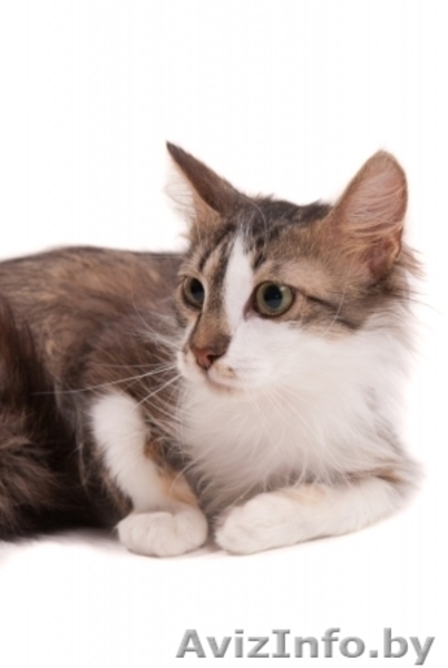 Котенок Патрик в дар , в добрые руки! - Изображение #2, Объявление #879538