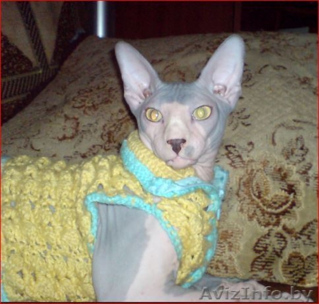 Канадский сфинкс купить Минск - Изображение #3, Объявление #877333