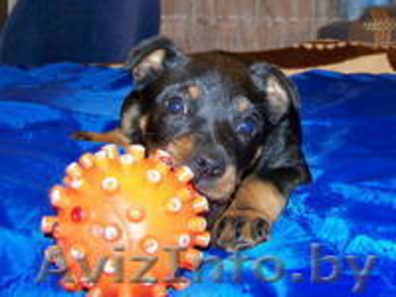 Щенок Берта ищет хозяина - Изображение #2, Объявление #883653