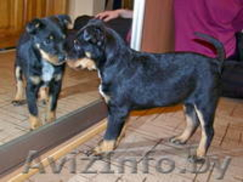 Щенок Берта ищет хозяина - Изображение #4, Объявление #883653