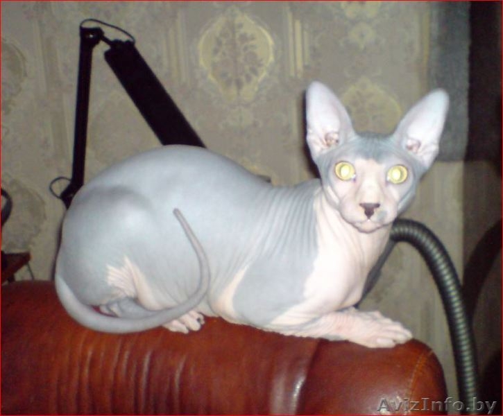 Канадский сфинкс купить Минск - Изображение #4, Объявление #877333