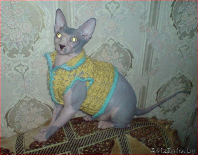 Канадский сфинкс купить Минск - Изображение #2, Объявление #877333